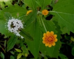 Flores silvestres