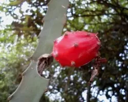 Hylocereus undatus