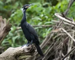 Phalacrocorax brasilianus
