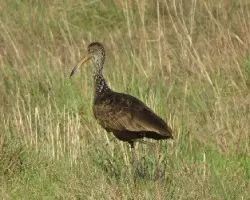 Aramus guarauna