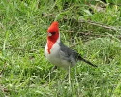 Paroaria coronata