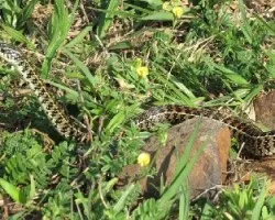 Liophis anomalus