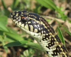 Liophis anomalus