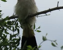 Guira guira