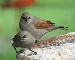 Oreopsar badius