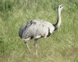 Rhea americana