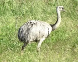 Rhea americana