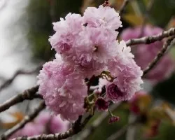 Prunus serrulata 