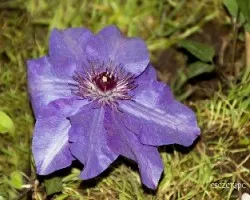 Clematis