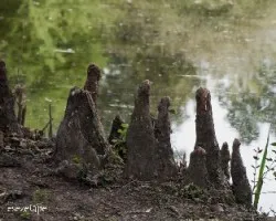  taxodium distichum 