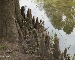 Taxodium distichum