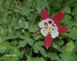 Aquilegia vulgaris