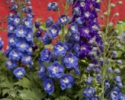 Delphinium