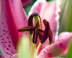 Lilium