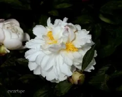 Paeonia suffruticosa