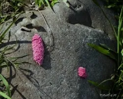 Ampullaria cuprina 