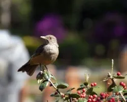 Turdus rufiventris