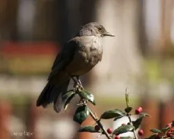Turdus rufiventris