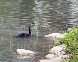 Phalacrocorax brasilianus