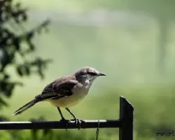 Mimus saturninus