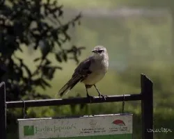 Mimus saturninus