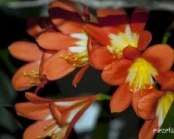 Clivia miniata