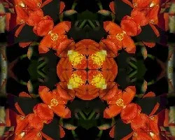 Naranja!!