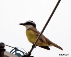 Pitangus sulphuratus