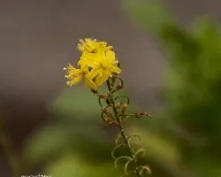 Bulbine frutescens