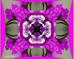 Dianthus deltoides