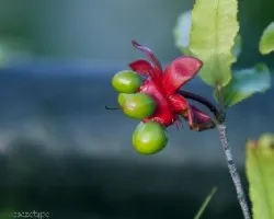 Ochna multiflora