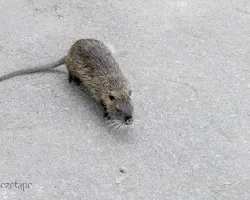Myocastor coypus