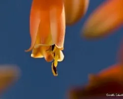 Aloe maculata