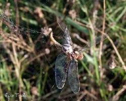 Araña almorzando
