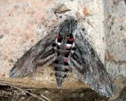 Herse convolvuli