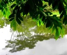 Paisaje inbio