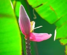 Musa  sp