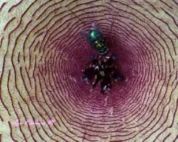 Stapelia gigantea