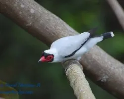 Tityra semifasciata