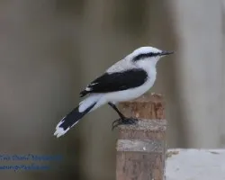 Fluvicola nengeta