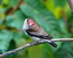Tityra semifasciata