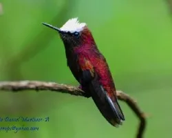 Microchera albocoronata