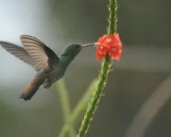 Amazilia tzacatl