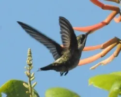 Heliomaster constantii