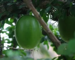 Crescentia cujete