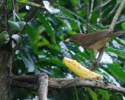 Turdus grayi
