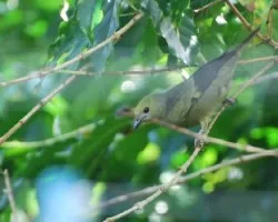 Thraupis palmarum