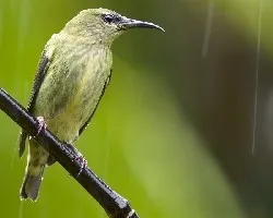 Cyanerpes cyaneus