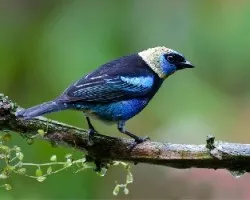 Tangara larvata