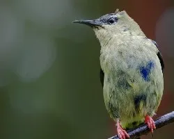 Cyanerpes cyaneus